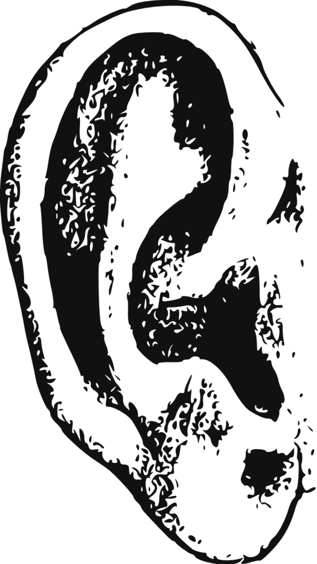 Drawing of a human ear