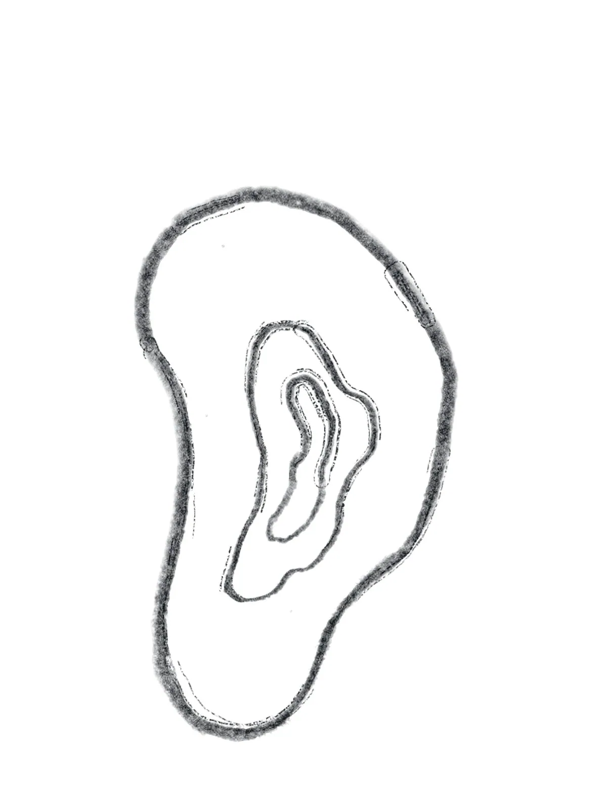 Simplified sketch of an ear